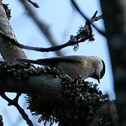 Willow Tit