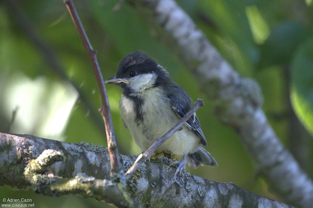 Mésange charbonnièrejuvénile