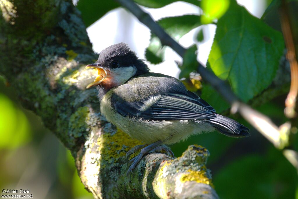 Mésange charbonnièrejuvénile, chant