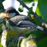 Great Tit