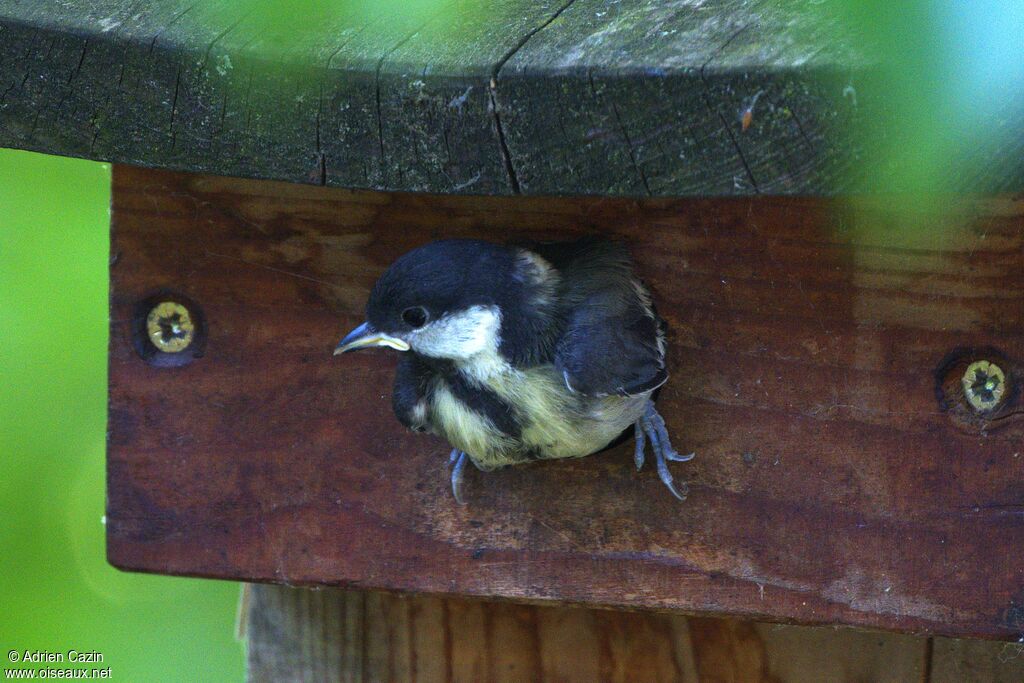 Mésange charbonnièrejuvénile