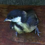 Great Tit