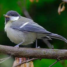 Mésange charbonnière