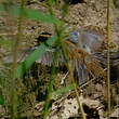 Mésange charbonnière