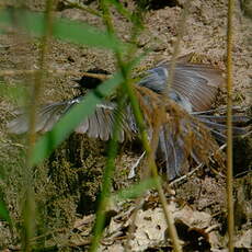 Mésange charbonnière