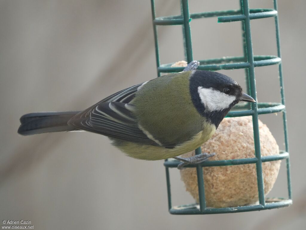 Great Tit