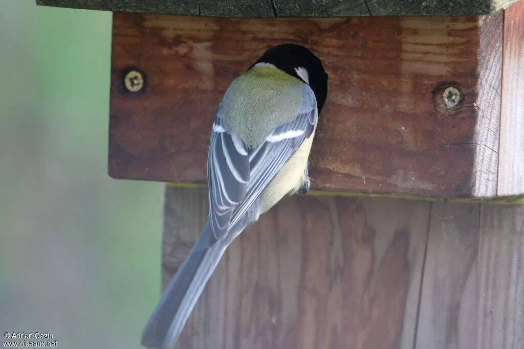 Mésange charbonnière, Nidification