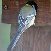 Great Tit