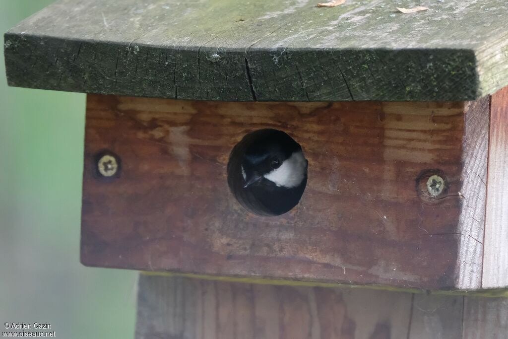 Mésange charbonnière, Nidification