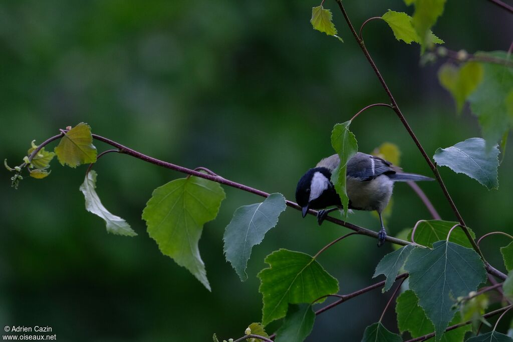 Mésange charbonnièreadulte