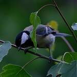 Mésange charbonnière