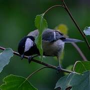 Great Tit