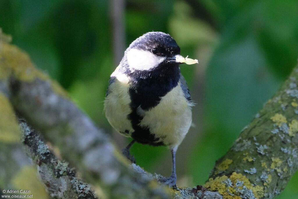 Mésange charbonnière