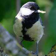 Great Tit