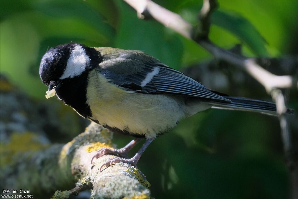 Mésange charbonnière