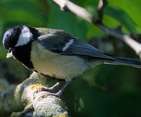 Mésange charbonnière