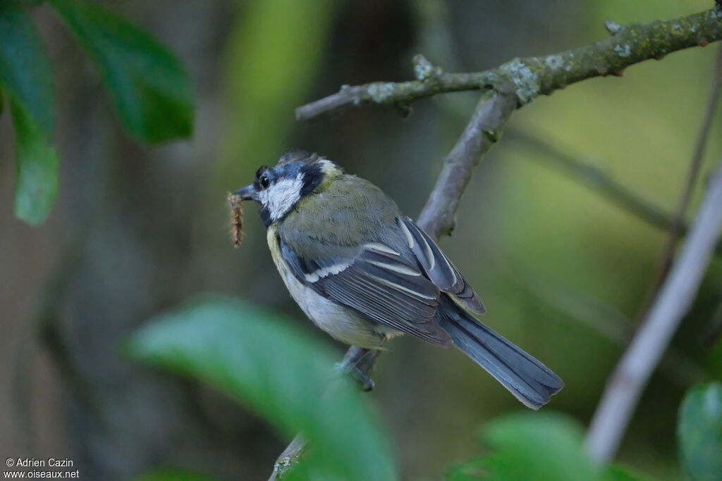 Mésange charbonnièreadulte, mange