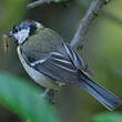 Mésange charbonnière