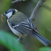 Mésange charbonnière