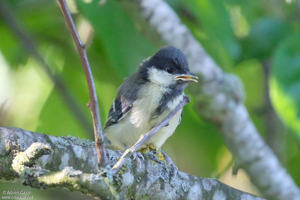 Mésange charbonnièrejuvénile