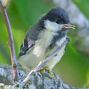 Great Tit