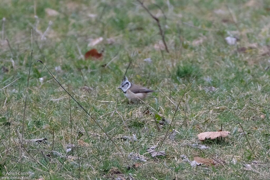 Mésange huppée