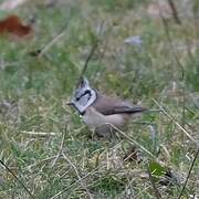 Mésange huppée