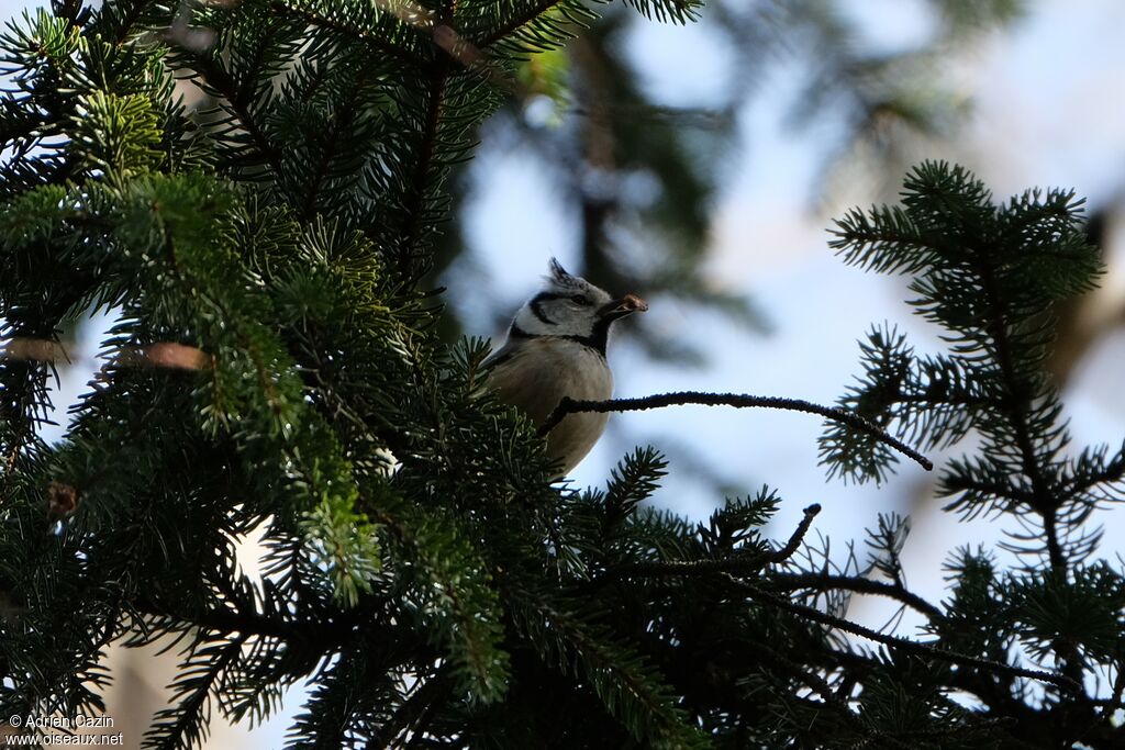 Mésange huppée, mange