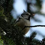 Crested Tit