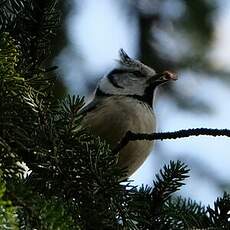 Mésange huppée