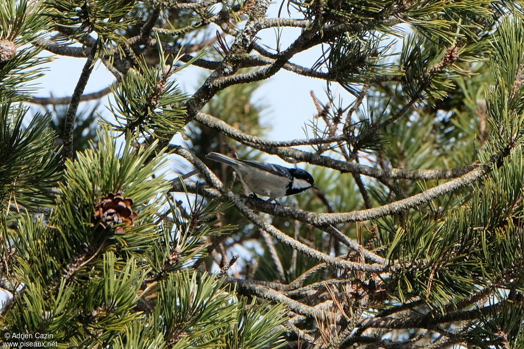 Coal Tit