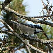 Coal Tit