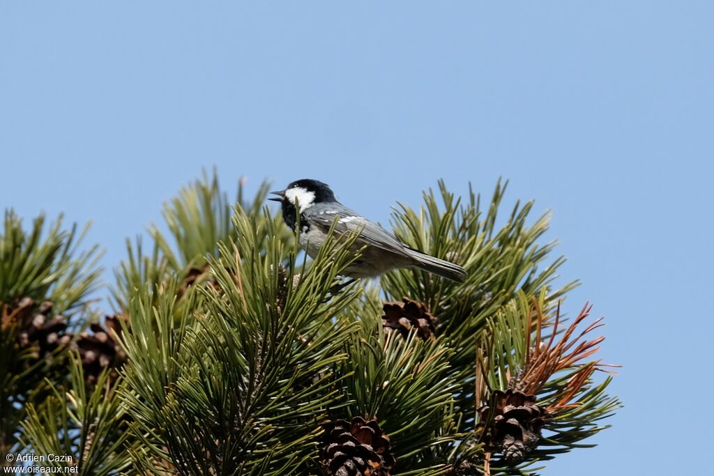 Mésange noire