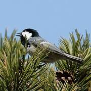 Coal Tit