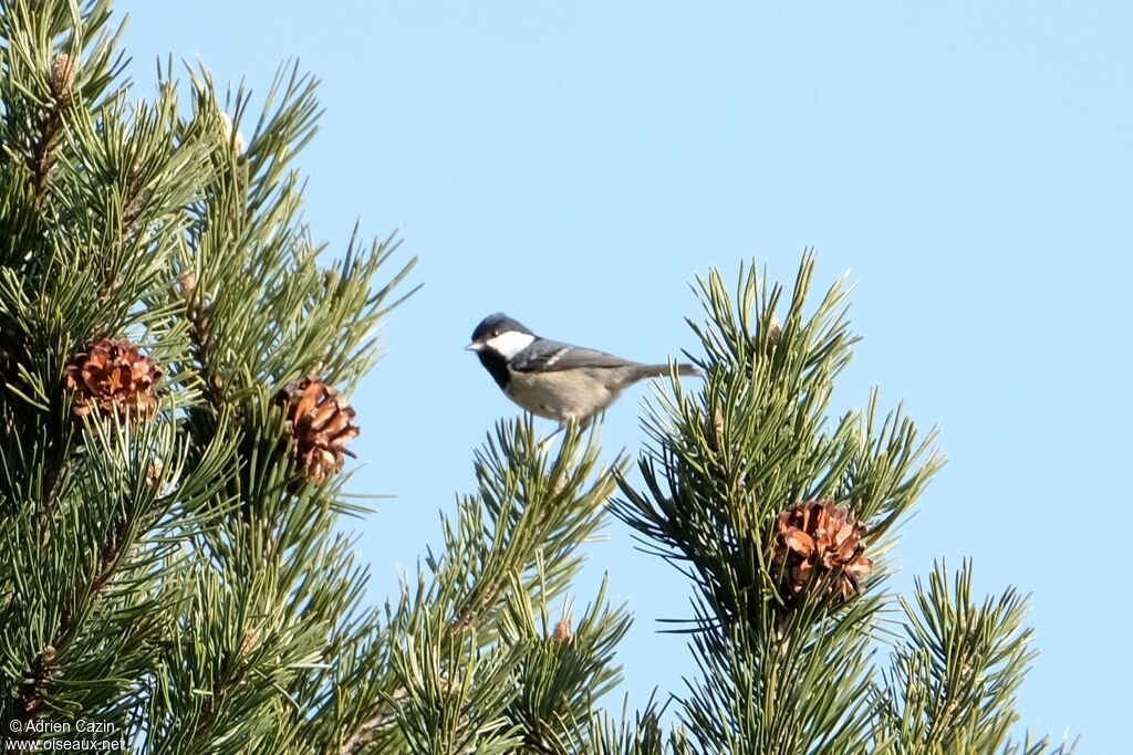 Mésange noire