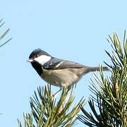 Coal Tit