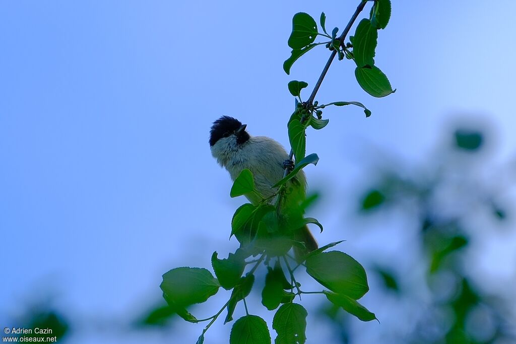 Mésange nonnette