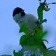 Mésange nonnette