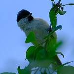 Mésange nonnette
