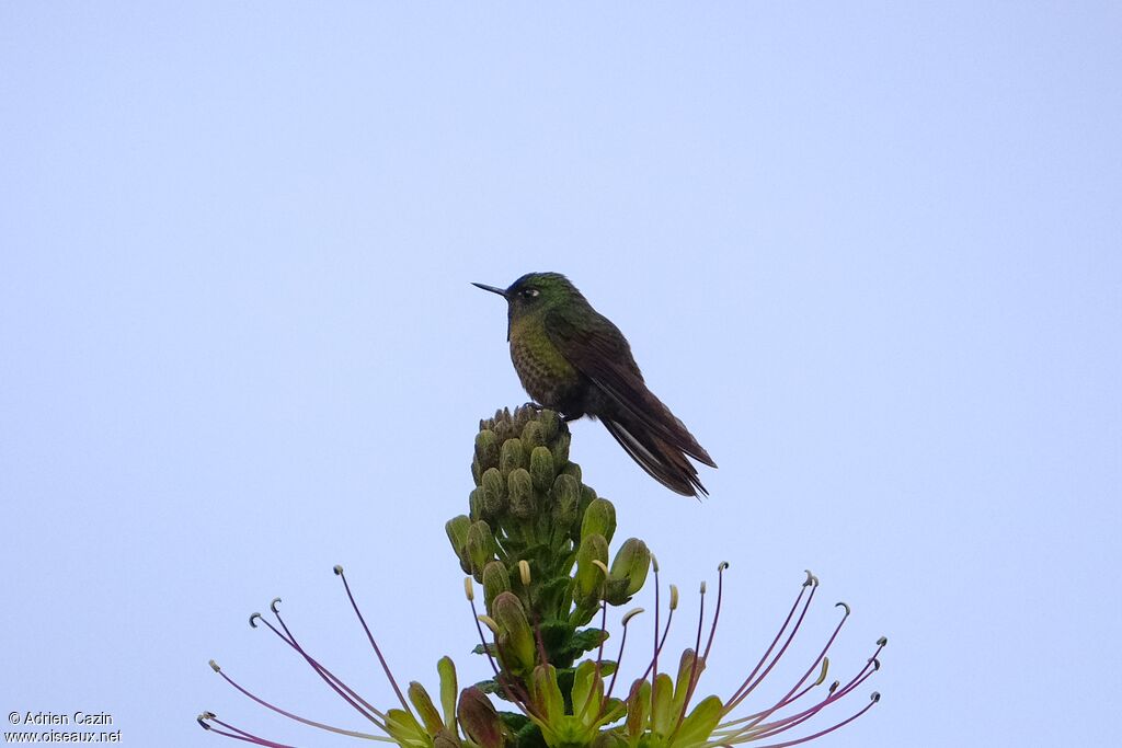 Tyrian Metaltail male adult