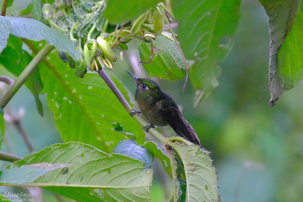 Tyrian Metaltail male adult
