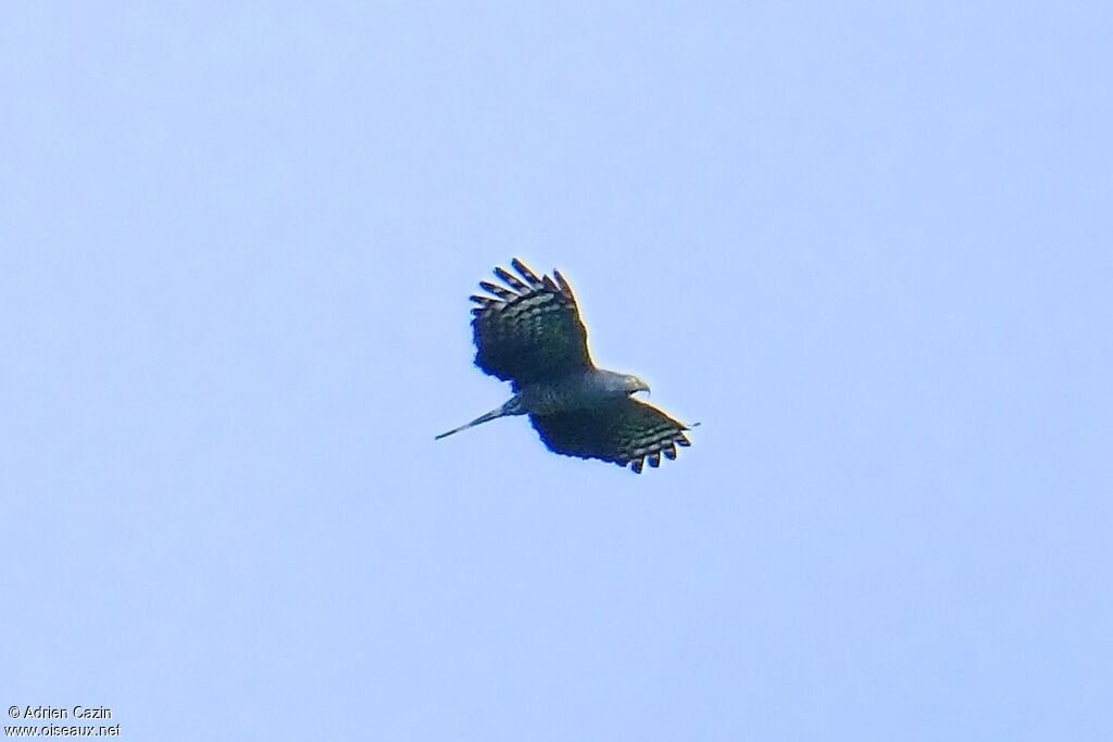 Hook-billed Kite, Flight