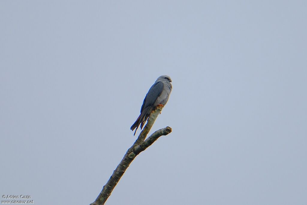 Plumbeous Kiteadult