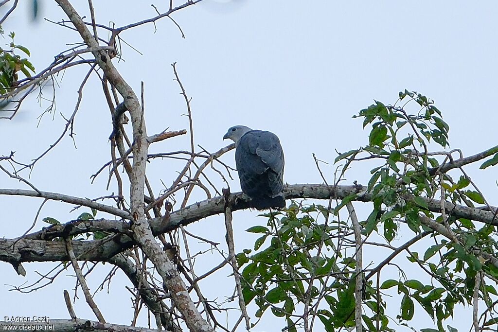 Grey-headed Kiteadult