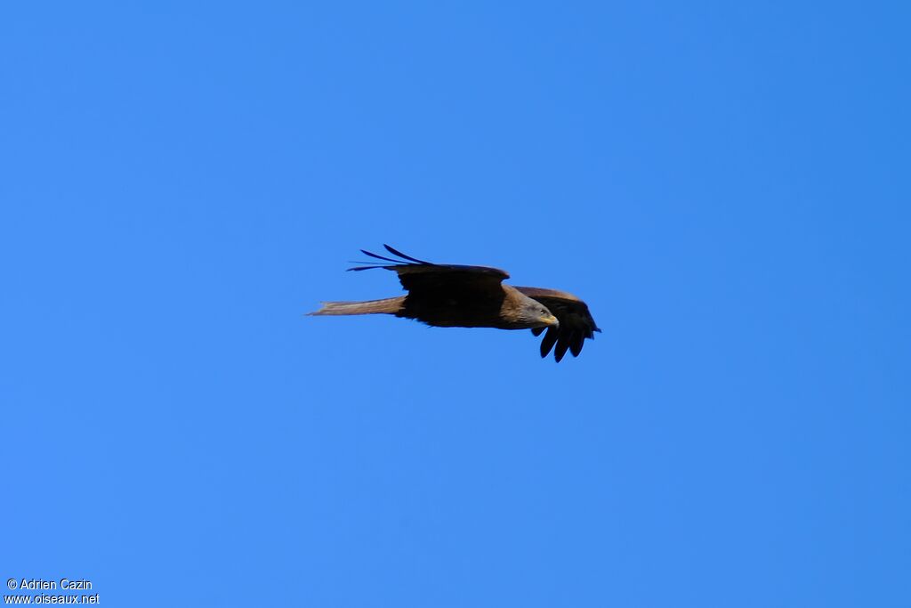 Black Kiteadult, Flight