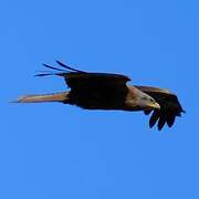 Black Kite