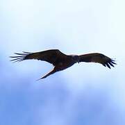 Black Kite