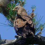 Black Kite