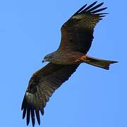 Black Kite