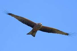 Black Kite